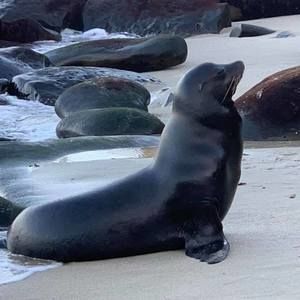 Meet your Posher, Milan